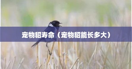宠物貂寿命（宠物貂能长多大）