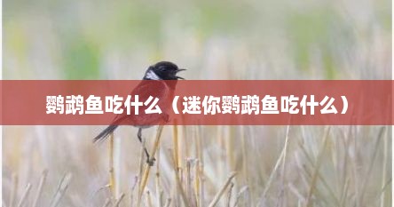 鹦鹉鱼吃什么（迷你鹦鹉鱼吃什么）