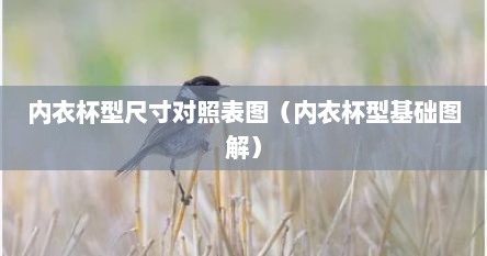 内衣杯型尺寸对照表图（内衣杯型基础图解）