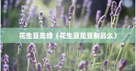 花生豆是啥（花生豆是豆制品么）