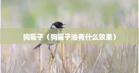 狗獾子（狗獾子油有什么效果）