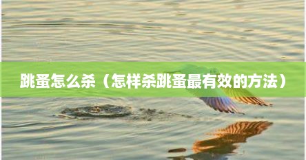跳蚤怎么杀（怎样杀跳蚤最有效的方法）