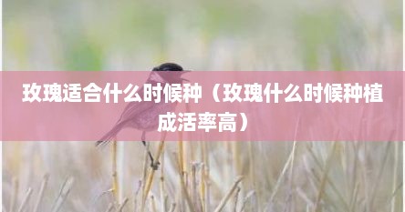 玫瑰适合什么时候种（玫瑰什么时候种植成活率高）