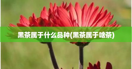 黑茶属于什么品种(黑茶属于啥茶)