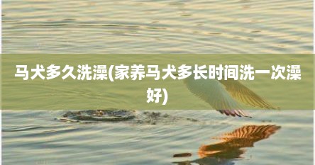 马犬多久洗澡(家养马犬多长时间洗一次澡好)