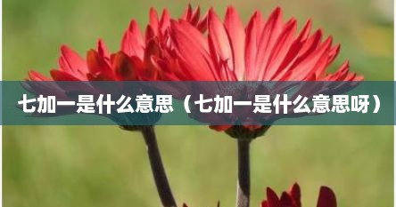 七加一是什么意思（七加一是什么意思呀）