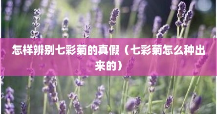 怎样辨别七彩菊的真假（七彩菊怎么种出来的）