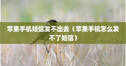 苹果手机短信发不出去（苹果手机怎么发不了短信）