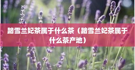 踏雪兰妃茶属于什么茶（踏雪兰妃茶属于什么茶产地）