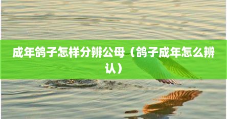 成年鸽子怎样分辨公母(鸽子成年怎么辨认)