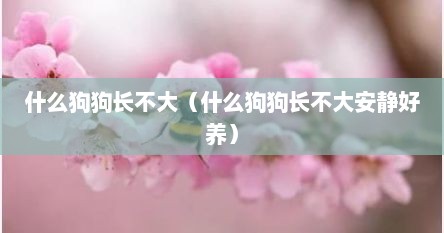 什么狗狗长不大（什么狗狗长不大安静好养）