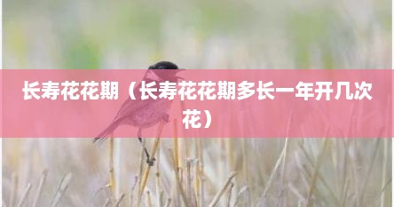 长寿花花期（长寿花花期多长一年开几次花）