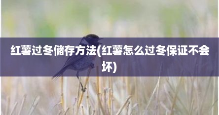 红薯过冬储存方法(红薯怎么过冬保证不会坏)