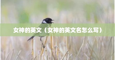 女神的英文（女神的英文名怎么写）