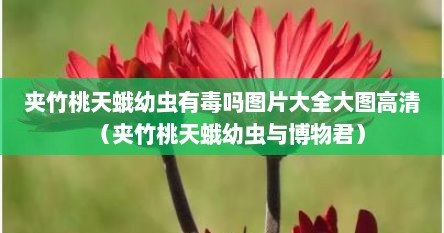 夹竹桃天蛾幼虫有毒吗图片大全大图高清（夹竹桃天蛾幼虫与博物君）