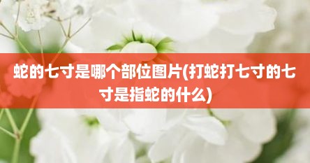 蛇的七寸是哪个部位图片(打蛇打七寸的七寸是指蛇的什么)
