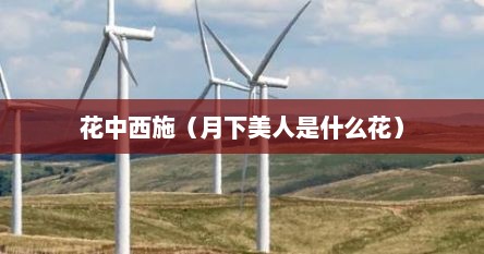 花中西施（月下美人是什么花）