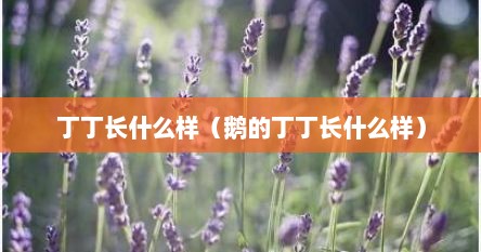 丁丁长什么样（鹅的丁丁长什么样）