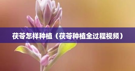 茯苓怎样种植（茯苓种植全过程视频）