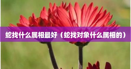 蛇找什么属相最好（蛇找对象什么属相的）