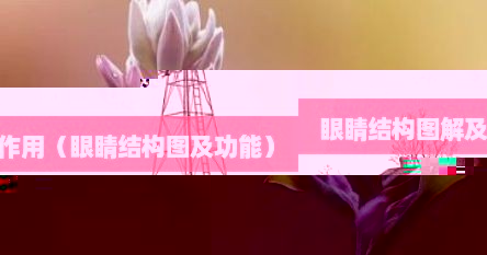 眼睛结构图解及作用（眼睛结构图及功能）