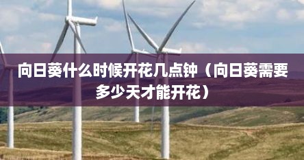 向日葵什么时候开花几点钟（向日葵需要多少天才能开花）