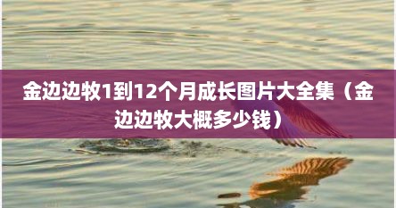 金边边牧1到12个月成长图片大全集（金边边牧大概多少钱）