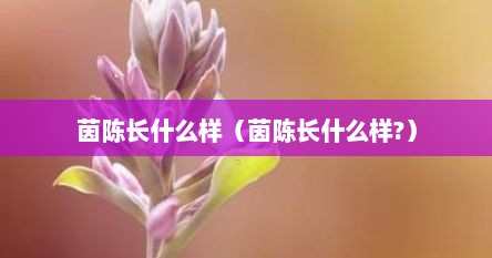 茵陈长什么样（茵陈长什么样?）