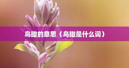 鸟瞰的意思（鸟瞰是什么词）