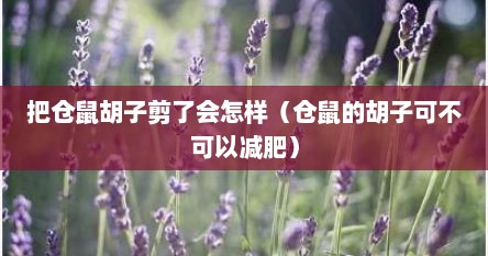 把仓鼠胡子剪了会怎样（仓鼠的胡子可不可以减肥）