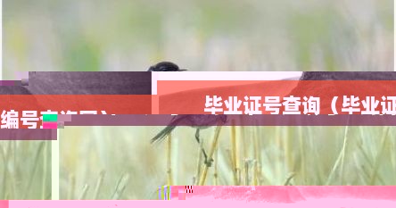 毕业证号查询（毕业证编号查询网）