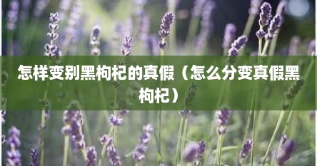 怎样变别黑枸杞的真假（怎么分变真假黑枸杞）