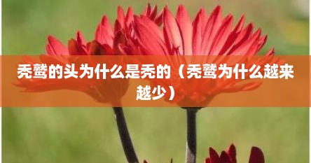 秃鹫的头为什么是秃的（秃鹫为什么越来越少）