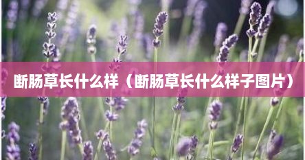 断肠草长什么样（断肠草长什么样子图片）