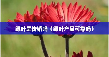 绿叶是传销吗（绿叶产品可靠吗）