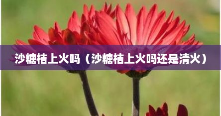 沙糖桔上火吗（沙糖桔上火吗还是清火）
