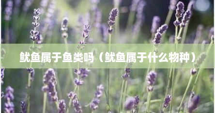 鱿鱼属于鱼类吗（鱿鱼属于什么物种）