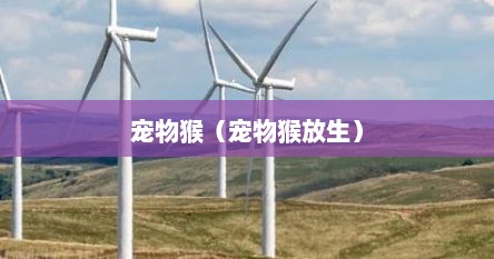 宠物猴（宠物猴放生）