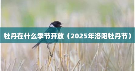 牡丹在什么季节开放（2025年洛阳牡丹节）