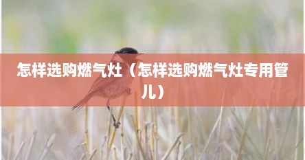 怎样选购燃气灶（怎样选购燃气灶专用管儿）