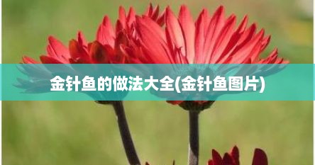 金针鱼的做法大全(金针鱼图片)