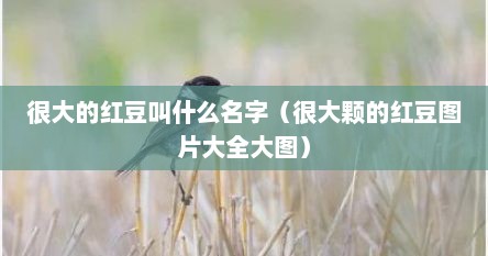 很大的红豆叫什么名字（很大颗的红豆图片大全大图）