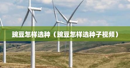 豌豆怎样选种（豌豆怎样选种子视频）