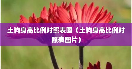 土狗身高比例对照表图（土狗身高比例对照表图片）