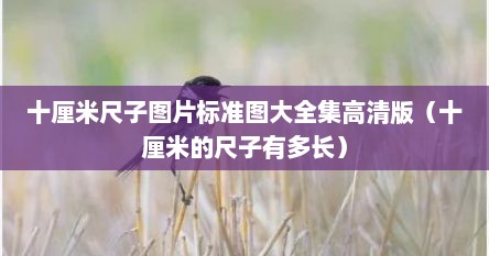 十厘米尺子图片标准图大全集高清版（十厘米的尺子有多长）