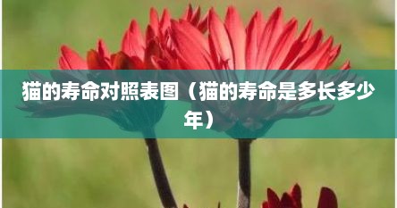 猫的寿命对照表图（猫的寿命是多长多少年）