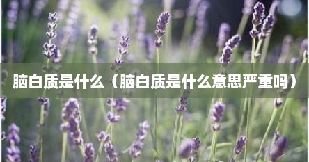 脑白质是什么（脑白质是什么意思严重吗）