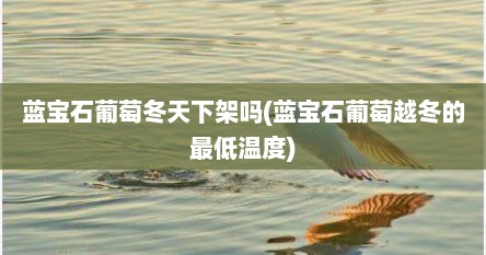 蓝宝石葡萄冬天下架吗(蓝宝石葡萄越冬的最低温度)