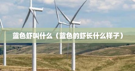 蓝色虾叫什么（蓝色的虾长什么样子）