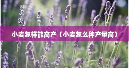 小麦怎样能高产（小麦怎么种产量高）